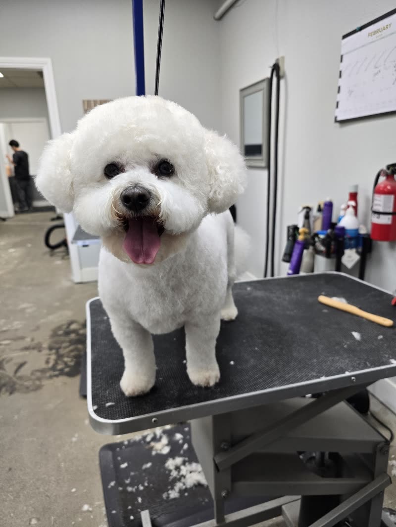 A freshly groomed white bichon sits on a black grooming table inside the Bark Bath N Beyond salon, clipped fur on the floor and tools behind