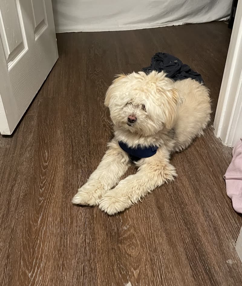 A cream curly-coated dog in a dark harness lies on a wood floor in a doorway, looking at the camera