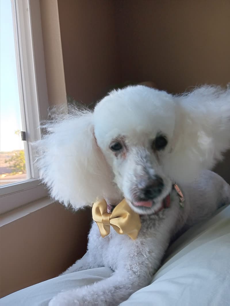 A groomed white poodle with a yellow bow tie and fluffy topknot lies on a bed beside a bright window