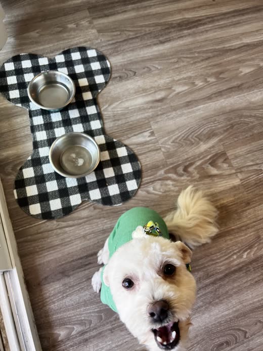A small white dog in a green bandana looks up beside two steel bowls on a bone-shaped check mat
